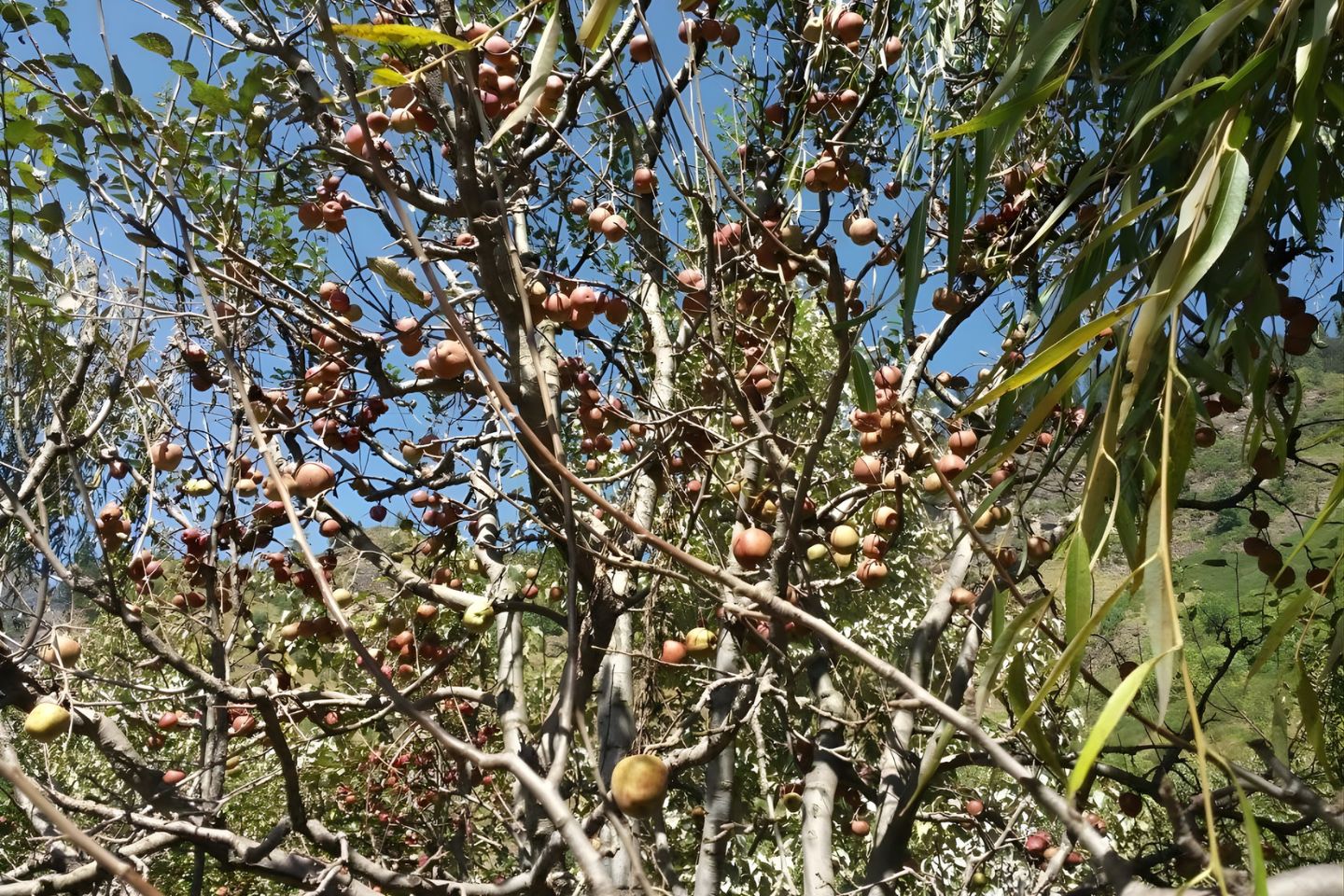 Apple Orchard Siyal Manali