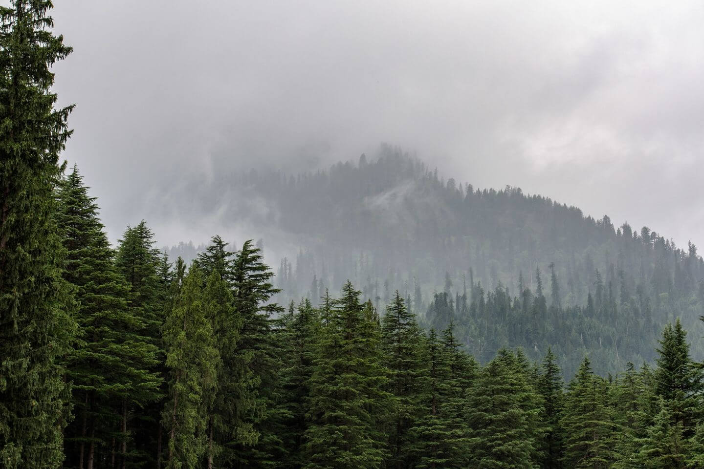 Manali Wildlife Sanctuary, Manali